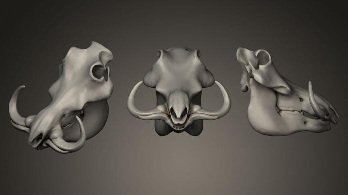 Anatomy of skeletons and skulls (ANTM_0060) 3D model for CNC machine